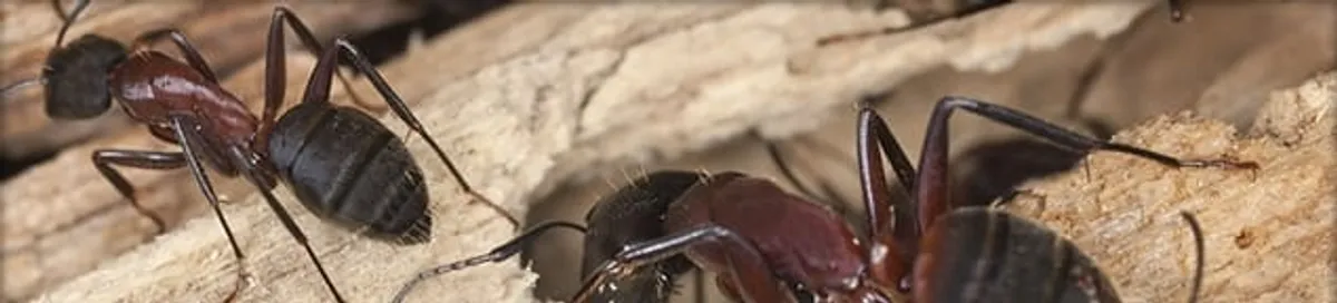 Close-up of ants on wood showing an active ant infestation in Staten Island, NY