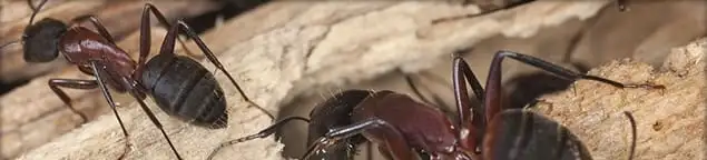 Close-up of ants on wood showing an active ant infestation in Staten Island, NY