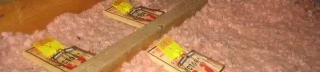 Mouse traps placed in an attic for rodent control in Staten Island, NY