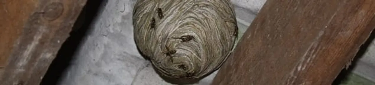 Wasp nest in an attic space, a common home infestation risk in Staten Island, NY