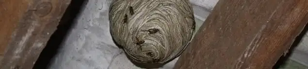 Wasp nest in an attic space, a common home infestation risk in Staten Island, NY