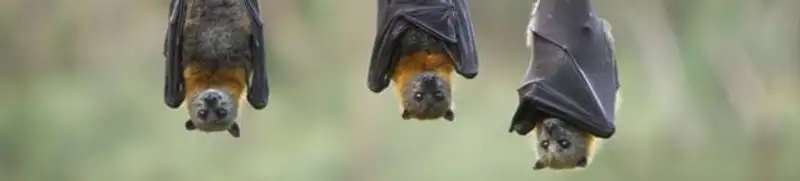 Bats roosting together, a common sign of a bat infestation in Staten Island, NY