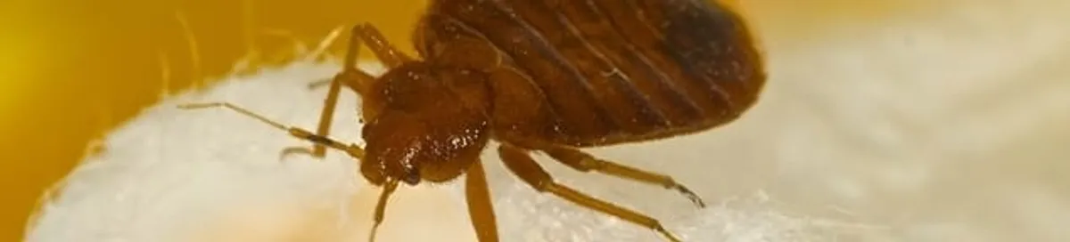 Close-up of a bed bug, a sign of an active infestation in Staten Island, NY