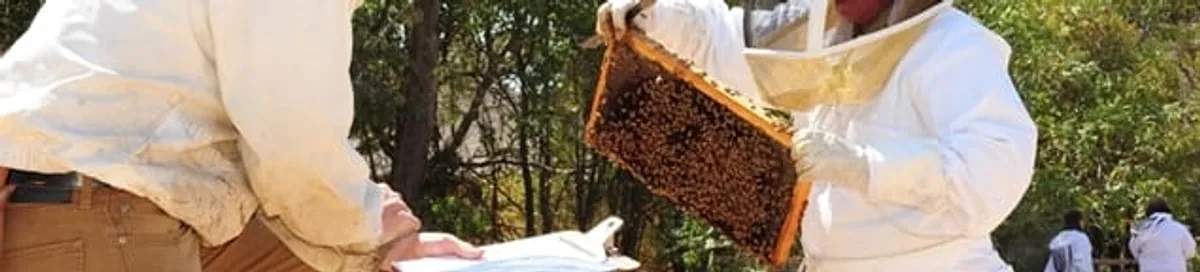 Bee removal specialists relocating a hive and honeycomb safely in Staten Island, NY