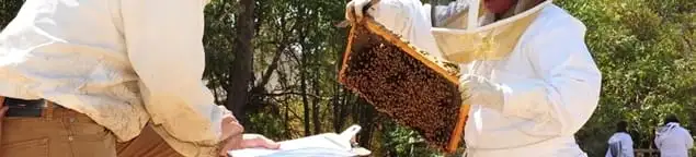 Bee removal specialists relocating a hive and honeycomb safely in Staten Island, NY