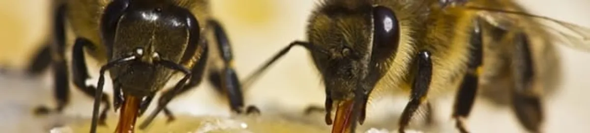 Close-up of honey bees, a sign of a nearby hive in Staten Island, NY