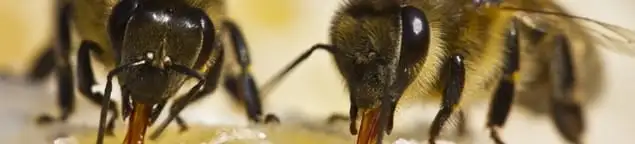 Close-up of honey bees, a sign of a nearby hive in Staten Island, NY