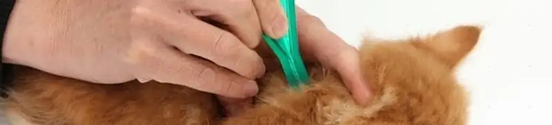 Flea treatment for pets using a flea comb, a sign of flea problems in Staten Island, NY