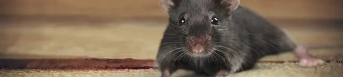Mouse indoors, a common sign of a rodent infestation in Staten Island, NY