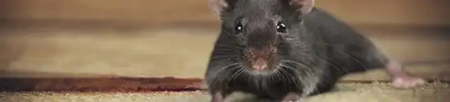 Mouse indoors, a common sign of a rodent infestation in Staten Island, NY