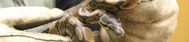 Snake removal specialist safely handling a snake with protective gloves in Staten Island, NY