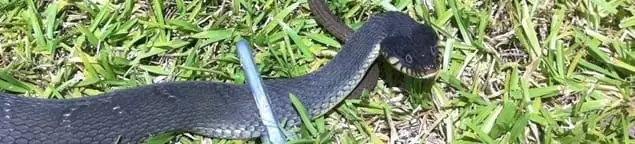Snake in a yard, a common sign of a snake problem near a home in Staten Island, NY