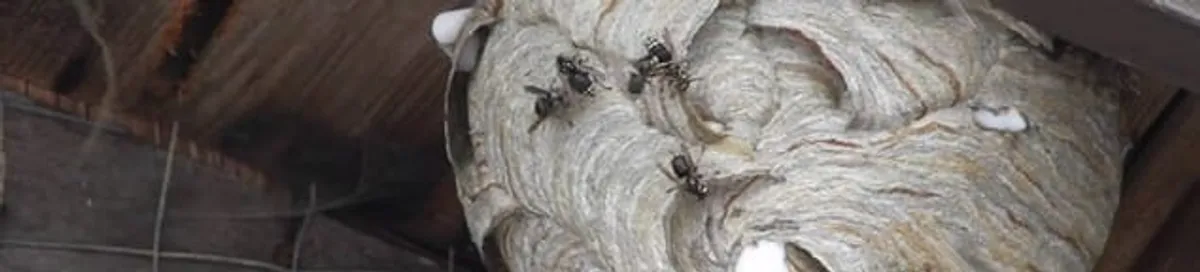 Close-up of a wasp nest with active wasps, a sign of an infestation in Staten Island, NY