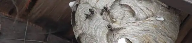 Close-up of a wasp nest with active wasps, a sign of an infestation in Staten Island, NY